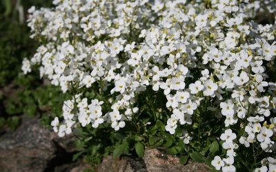 Arabis alpina